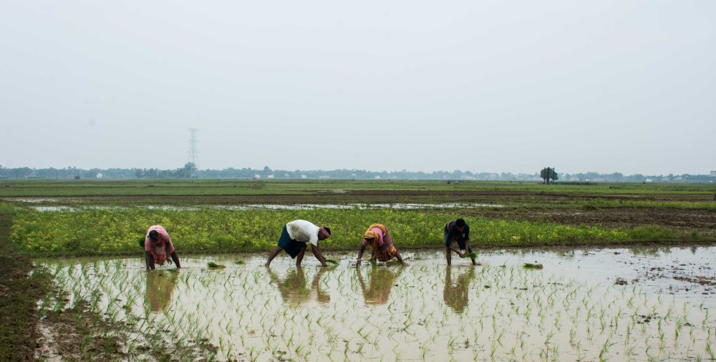 Transplantation of paddy saplings in progress