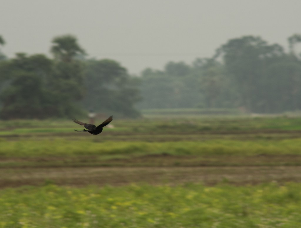 Testing the Autofocus on my camera!